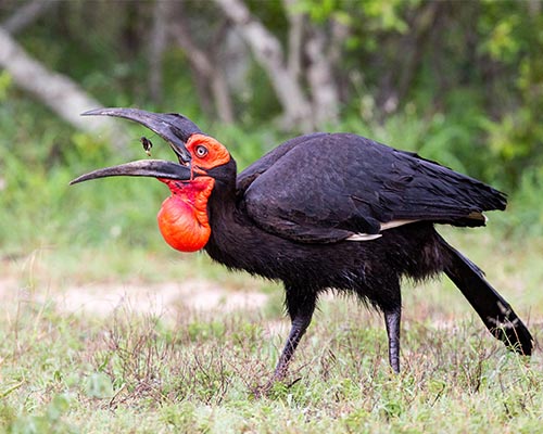 Southern Ground Hornbill