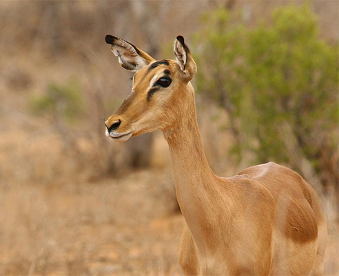 Sustainalbe and responsible travel