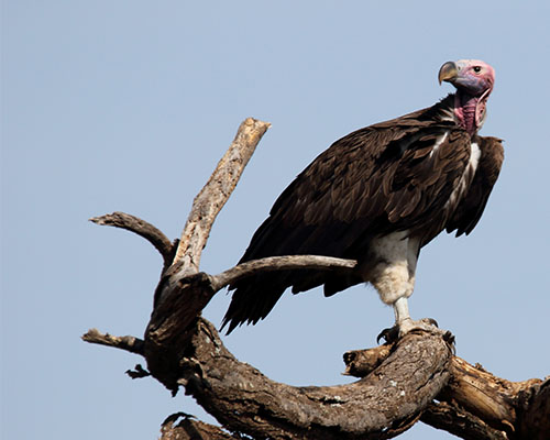 Lappet-faced Vulture