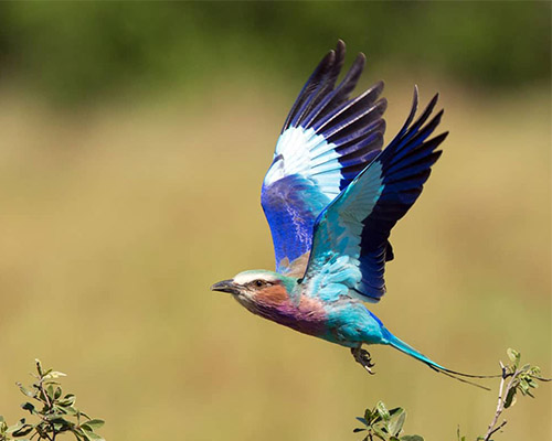 The colourful Lilac Breasted Roller