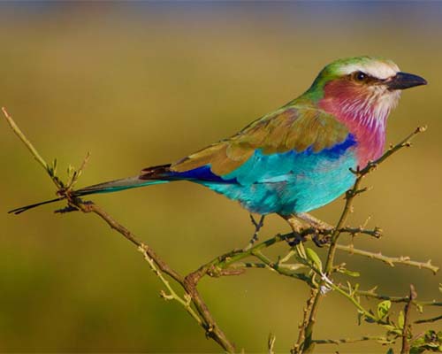 The African Fish Eagle is a is a large species of eagle found throughout sub-Saharan Africa wherever large bodies of open water with an abundant food supply occur.