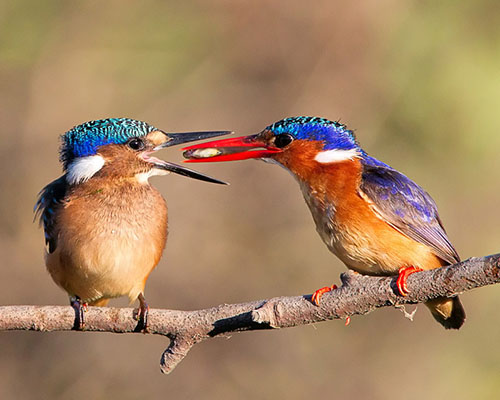 Malachite Kingfisher in Kruger National Park