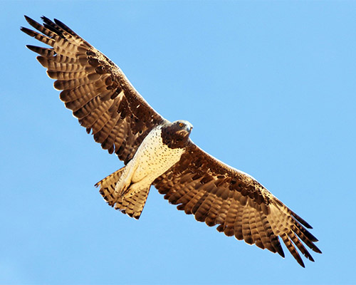 Martial Eagle