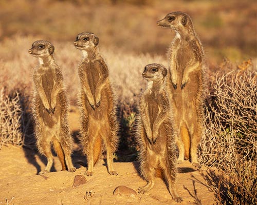 Meercats