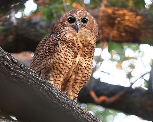 Pel's Fishing Owl