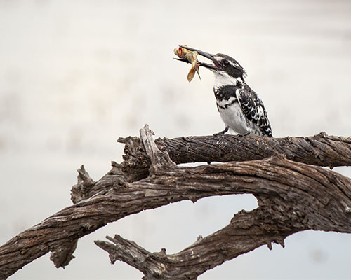 Birding in the Kruger National Park