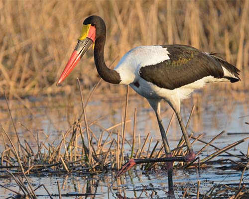 Saddle-billed Stork
