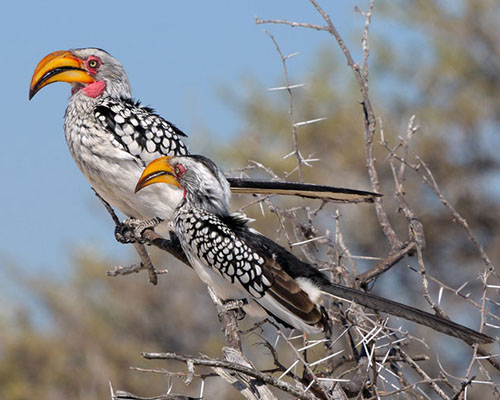 Yellow-billed Hornbill