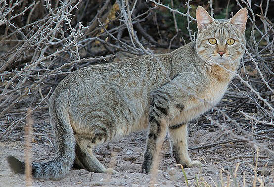 African wild cat