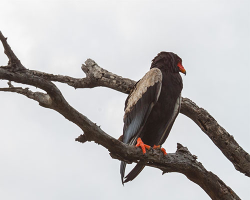 The beautiful Bateleur Eagle
