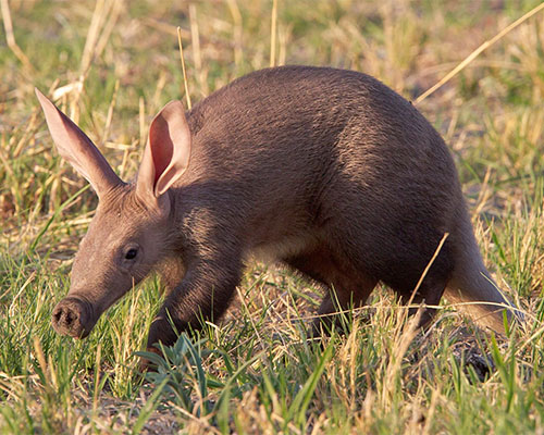 The elusive and shy Aardvark
