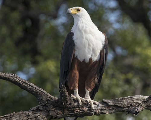 The majestic fish eagle