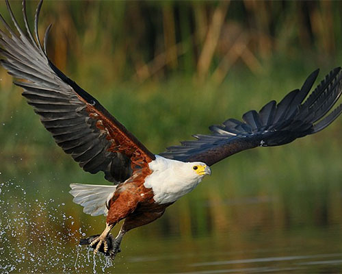 The African Fish Eagle is a is a large species of eagle found throughout sub-Saharan Africa wherever large bodies of open water with an abundant food supply occur.