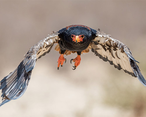 Bateleur Eagle