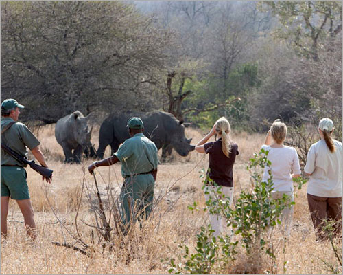 Bush Walk in the Kruger National Park
