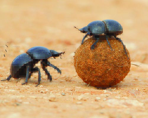 The Dung Beetle