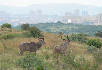 An exhilarating experience in nature for first-time e-bikers. The guided tour is aimed at people who know how to ride a bicycle but have possibly never ridden an e-Bike