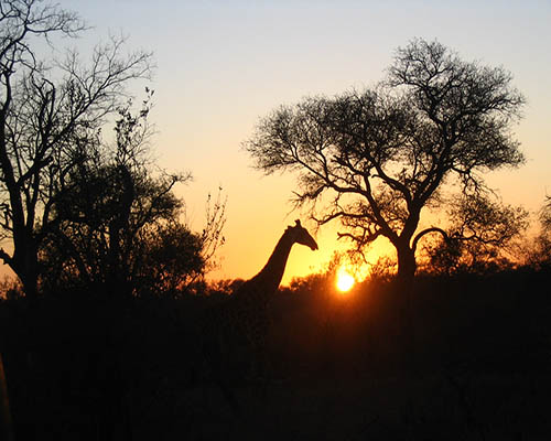 Open safari vehicle game drive