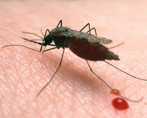 Malaria