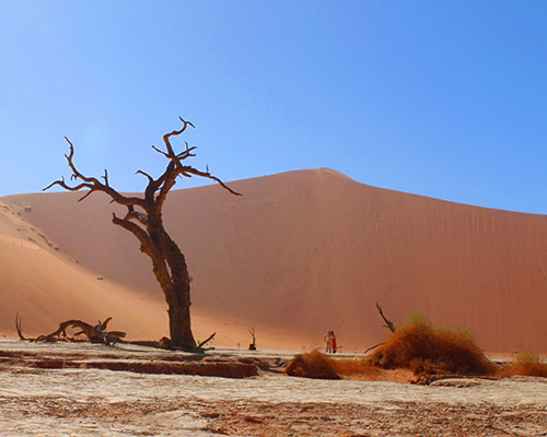 Big Daddy Dune: The Towering Giant of Sossusvlei