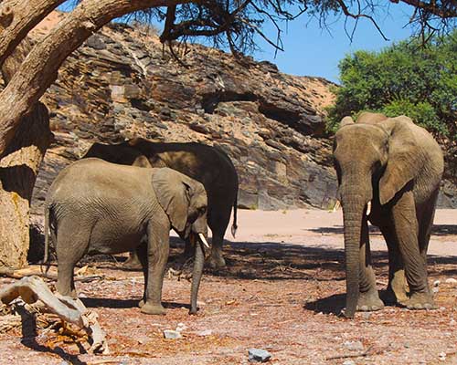 Damaraland, Namibia—a land of rugged beauty, desert-adapted wildlife, ancient rock art