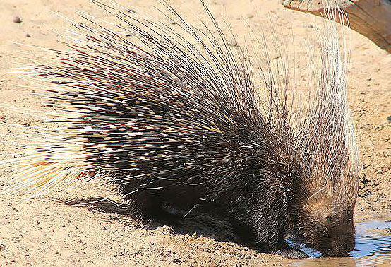 Porcupine