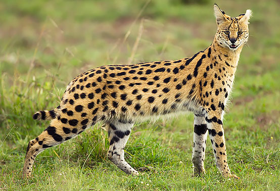 Serval
