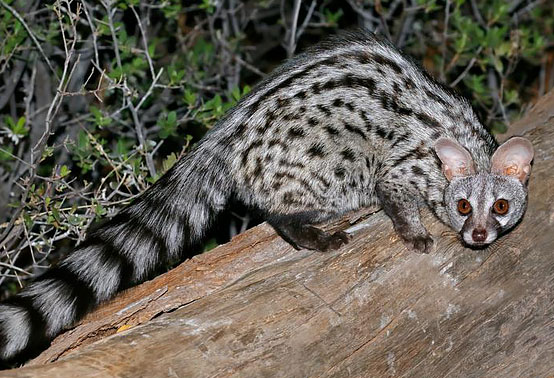 Large spotted genet