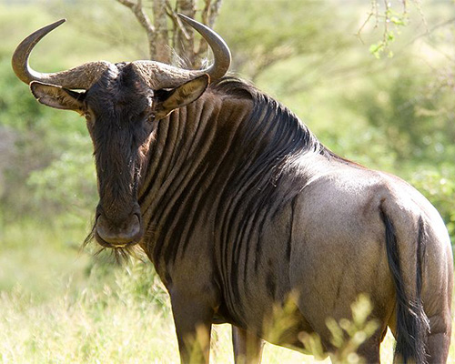 Blue Wilderbeest