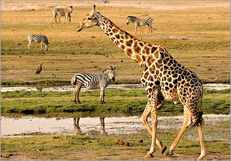 Chobe Botswana river boat game viewing