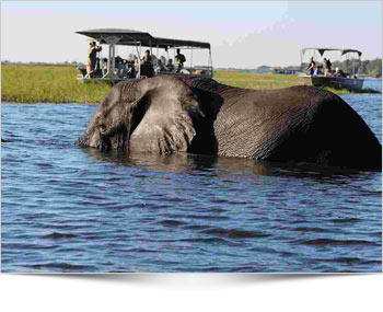 Chobe Botswana - elephants seen on safari
