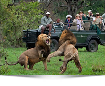 Kruger National Park - Wildlife SAfari Tours Kruger National Park - Wildlife SAfari Tours