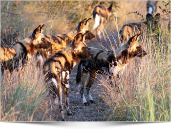 Madikwe wild dogs seen while on safari