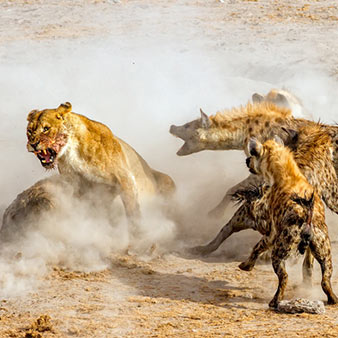 Experience real African wildlife Experience real African wildlife