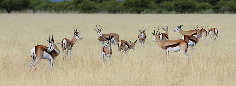 Inyati Private Game Reserve