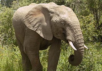 Ivory Tree Game Lodge