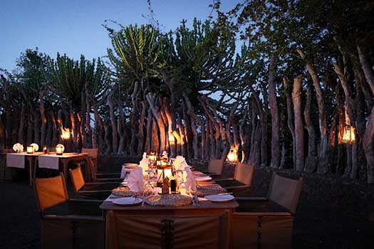 Eurphorbia Mashatu with Go Safari