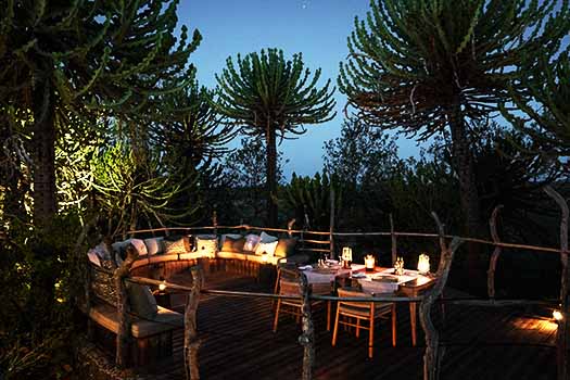 Eurphobia Mashatu with Go Safari