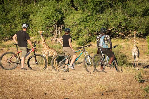 Masharu Tent Camp Go Safari