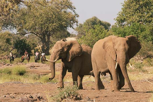 Mashatu Tent Camp with Go Safari