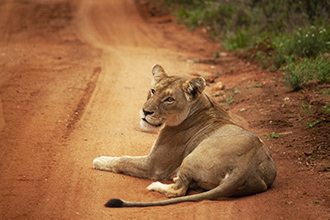 Nako Safari Lodge Dinoken game drive