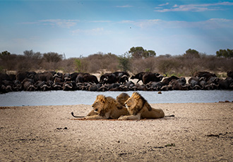 A True Eco-Safari - Wildlife Conservation in South Africa