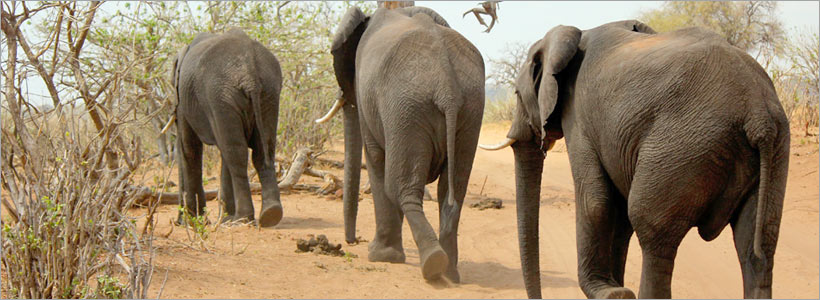 Experience the Chobe elephants