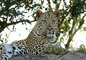 Inyati Private Game Reserve
