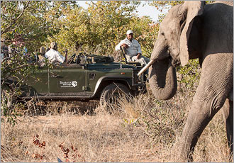 Elephant - Gameviewing at Simbavati River Lodge