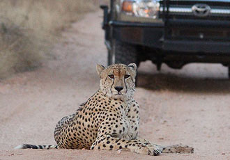 Mohlabetsi Safari Lodge cheetah sighting