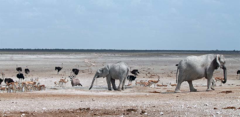 Etosha National Park is a national park in northwestern Namibia and one of the largest national parks in Africa
