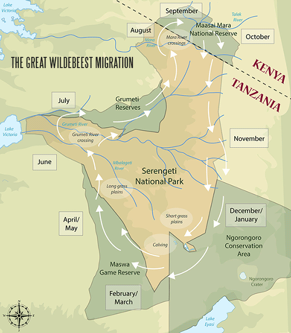 The Great Wildebees Migration clockwise route following the rains