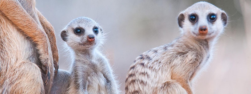 Tswalu meerkats